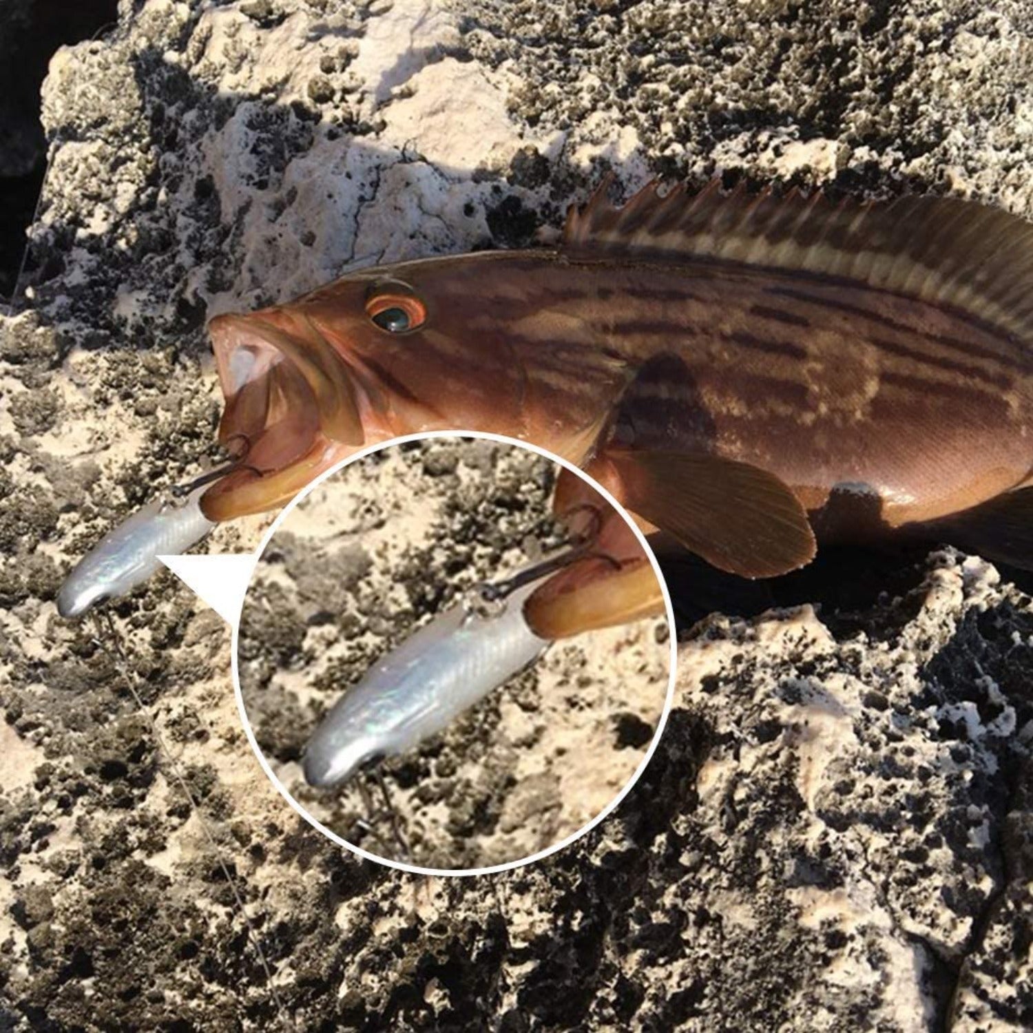 Goture(ゴチュール)  5本ワームセット ソフトルアー バス 13g/15.7g